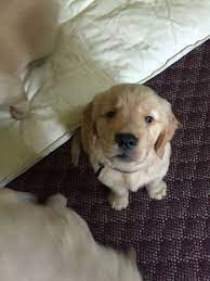 Maybe you would like to learn more about one of these? Golden Retriever Puppies Middlebury Vt The Y Guide