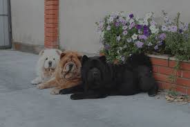 Teddy bear chow style groomed by alayna kay chowchow. Chow Chow Tri Medvedya