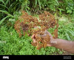 Image result for Harungana