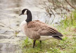 Walk toward the geese shaking the bottle to scare the geese away. How To Keep Geese Off Your Lakefront Goose Repellent