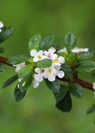 Image result for Lippia oatesii