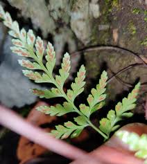 Image result for Asplenium adiantum-nigrum