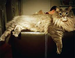 In reality, some maine coons are actually smaller than other house cats! 50 Maine Coon Cats That Will Make Your Cat Look Tiny Bored Panda
