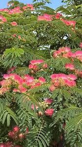Image result for Albizia
