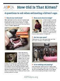 Two week old kittens will also need to be stimulated to go to the bathroom. Kitten Teething Age Novocom Top