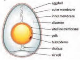Here we break down what your egg label means so that you can make an informed decision. 3 Label The Parts Of An Egg Brainly In