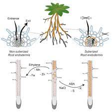 The third major root part is the maturation zone, in which cells undergo changes in order to become specific tissues such as epidermis, cortex, or vascular tissue. Adaptation Of Root Function By Nutrient Induced Plasticity Of Endodermal Differentiation Cell