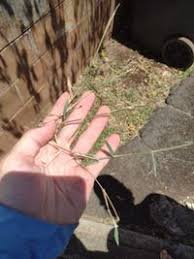 Image result for Moorochloa eruciformis