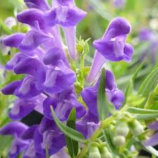 Image result for Scutellaria violascens