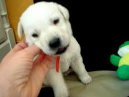 The white puppy was adopted. Little White Lab Puppy Youtube