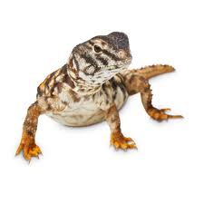 Can you buy dogs from petco? Saharan Uromastyx Uromastyx Geyri Petco