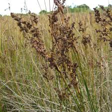 Image result for Juncus kraussii