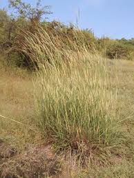 Image result for Moorochloa