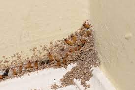 Every year, termites cause more than $5 billion in property damage in the. Do You Recognize The 7 Early Warning Signs Of A Termite Infestation