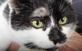 Cat hair loss or thinning hair down the middle of the back to the rump indicates a flea problem. Arthur The Cat Developed A Red Bald Patch Above His Eye