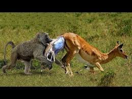 Sky Animals Videos Collection Youtube Wild Animals Videos Animal Gifs Baboon