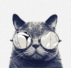 Check spelling or type a new query. Crazy Animals S Close Up Of Gray Cat Wearing Sunglasses Png Pngegg