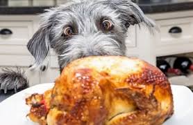 Direct links to various reporting forms are shown below. Nashville Metro Animal Care And Control Adoption Event And Foster Opportunity For Thanksgiving