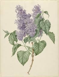 Long regarded one of the bluest lilacs, syringa vulgaris 'president lincoln' is an upright, deciduous shrub with large, showy. Whitman Lincoln And Lilacs Walt Whitman In American And Beyond