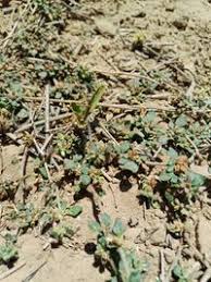 Image result for Glinus lotoides