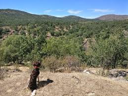 El cardoso de la sierra. El Sueno De Los Gatos Specialty Hotel Reviews El Cardoso De La Sierra Spain Tripadvisor