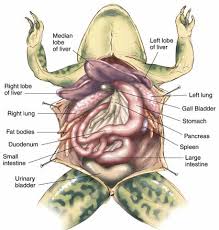 Fun With Frogs Frog Dissection Frog Dissection Worksheet Frog Dissection Lab