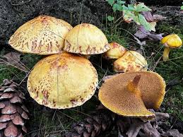 Image result for Suillus punctipes