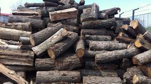 Pentru protejarea buștenilor sau a lemnelor de foc. Lemne De Foc Scoase La Vanzare De DirecÈia SilvicÄ Realitatea De IalomiÈa