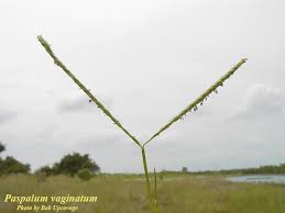 Image result for Paspalum vaginatum