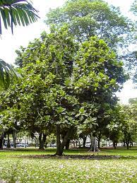 It was further spread to other tropical regions of the world dur. Breadfruit It S Importance History Uses Facts A Mutiny Story