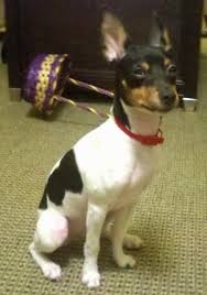 rat terrier dog breed information and pictures