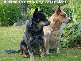 A Guide To Australian Cattle Dog Coat Colors Pethelpful