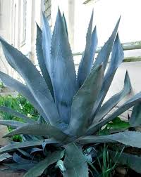 Image result for Agave americana