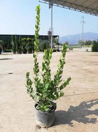 Soğuğa dayanıklı ve nemli ortamları seven kış ağaçları ile her mevsim yemyeşil. Defne Laurus Nobilis Calilar Aromatik Bitkiler Tum Urunler Fidan Burada