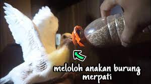 Pakan diberikan pada pagi dan sore seusai berlatih. Cara Meloloh Anakan Burung Merpati Dengan Biji Bijian Youtube
