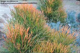 Pencil cactus grows in dry areas and is typically used for feeding cattle, funnily enough! Pencil Cactus Firestick Plant Succulent Care And Growing Guide