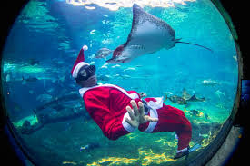 IN PICS | Christmas celebrations from underwater to around the world - Clone