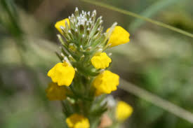 Image result for Pancovia holtzii