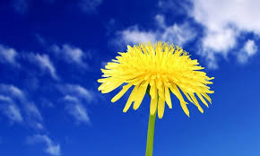 Check spelling or type a new query. 45 Blue And Yellow Floral Wallpaper On Wallpapersafari