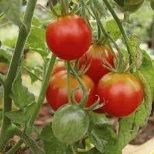 Maybe you would like to learn more about one of these? Heirloom Tomato Seeds Stupice