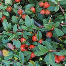 Image result for Cotoneaster