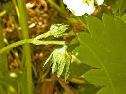 Image result for květopas jahodníkový