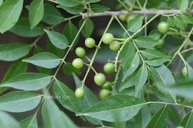 Image result for Clausena anisata