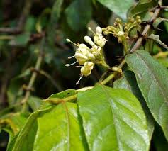 Image result for Keetia gueinzii