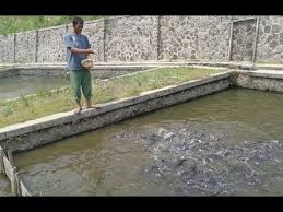 Tambak Lele Pembesaran Ikan Lele Sistem Organik Cepat Besar Dan Hemat Pakan Youtube