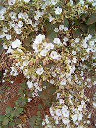 Image result for Convolvulus aschersonii