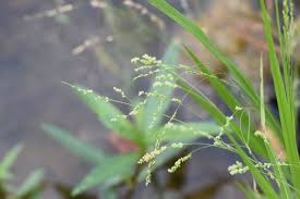 Image result for Steinchisma