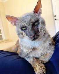 Werewolf cats, are the product of natural mutation, which occurred in domestic cats with short fur. Werewolf Cat Lycoi 2 Blank Template Imgflip