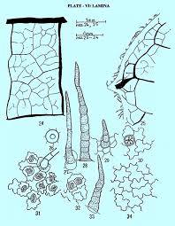 Image result for Crabbea cirsioides