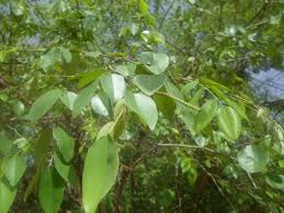 Image result for Pterocarpus lucens